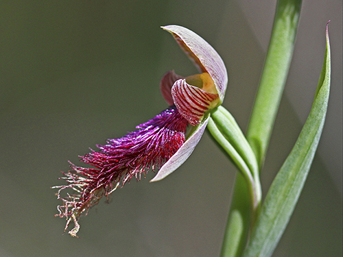 Purple Beard-orchidPhotography by Neville Bartlett